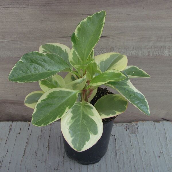 Citrus Twist: 3 inch pot Citrus Twist: 3 inch pot