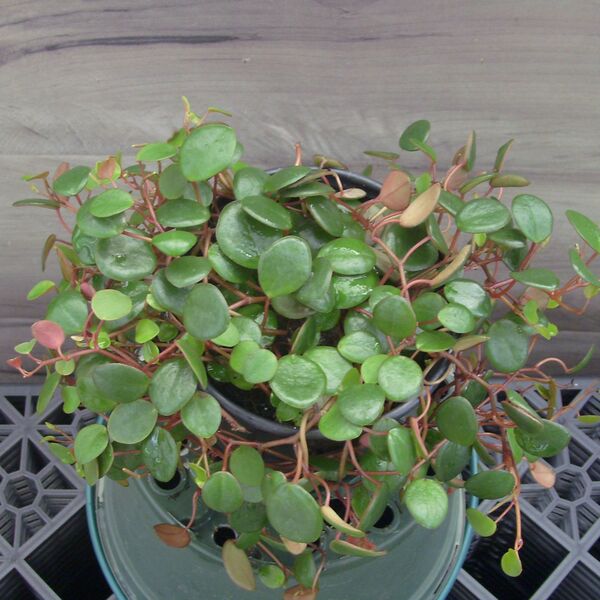String of Turtles: 3.5 inch pot