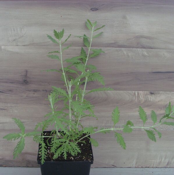 Atriplicifolia: 5.5 inch pot