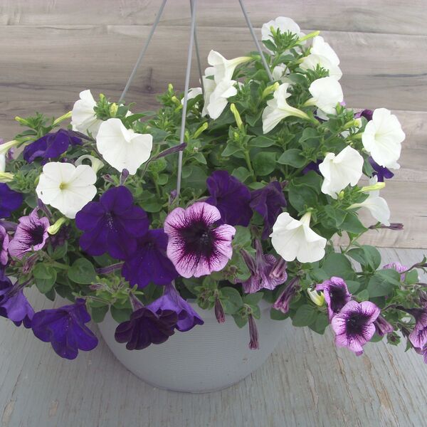Blue/Blackberry/White: 13 inch Hanger