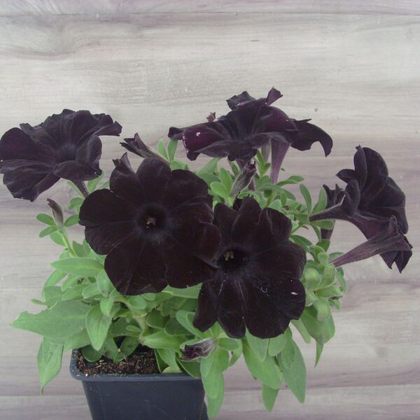 Black Magic: 3.5 inch pot