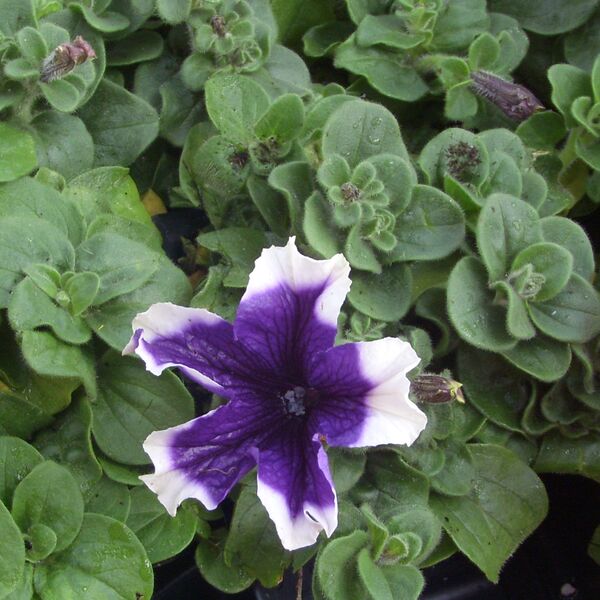 Blue Frost: Box (4 plants)