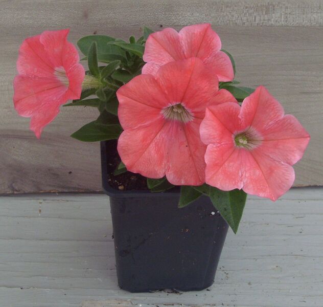 Coral: 3.5 inch pot Coral: 3.5 inch pot