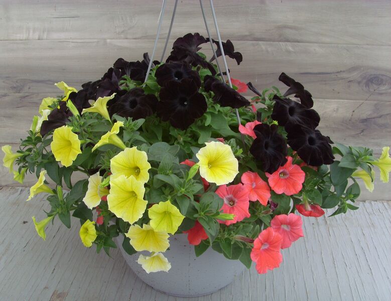 Coral/Black/Yellow: 13 inch Hanger Coral/Black/Yellow: 13 inch Hanger