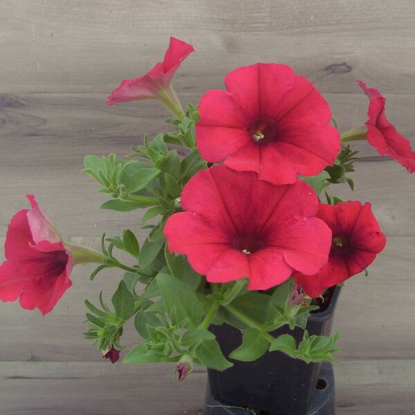Crimson: 3.5 inch pot
