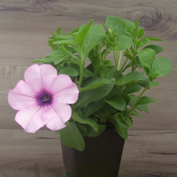 Crystal Pink: 3.5 inch pot