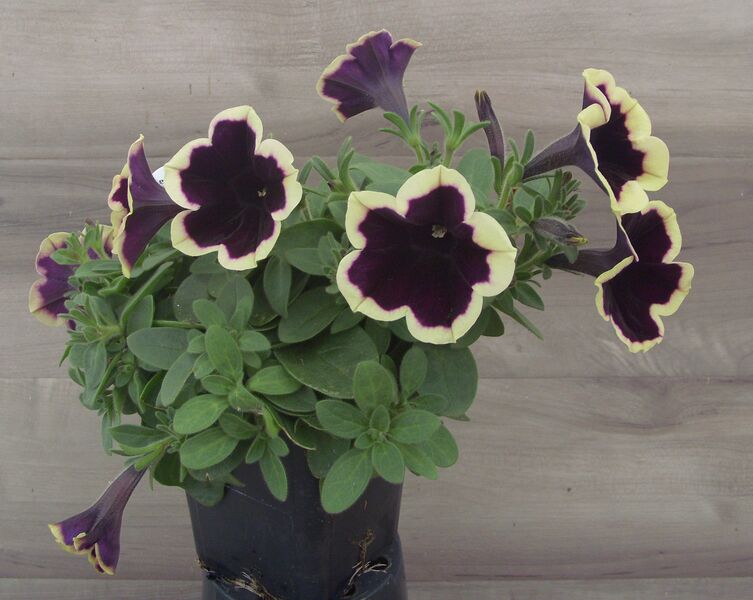 Dark Saturn: 3.5 inch pot
