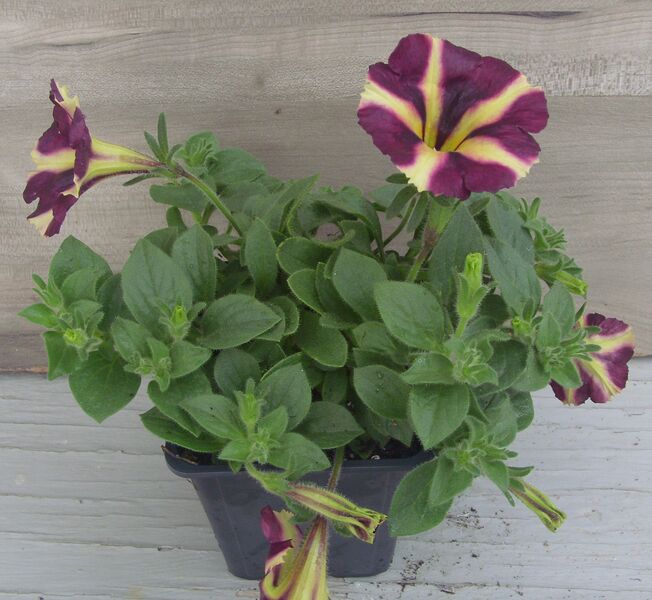 Lemon Berry: 3.5 inch pot Lemon Berry: 3.5 inch pot
