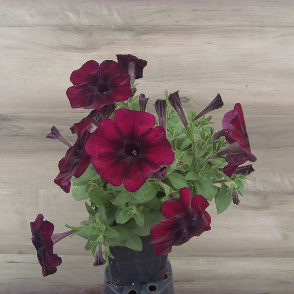 Pinot Red: 3.5 inch pot
