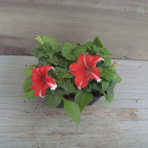 Rose Star: Box (4 plants) Rose Star: Box (4 plants)