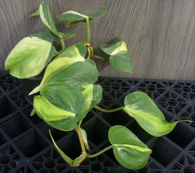 Brasil: 3 inch pot Brasil: 3 inch pot