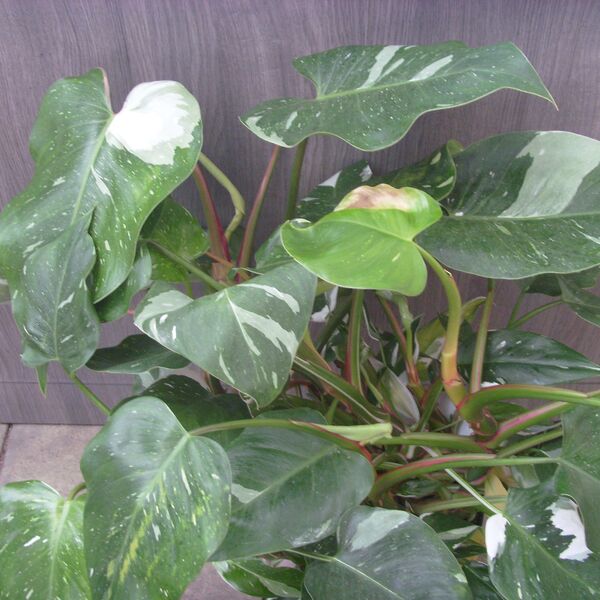 White Princess: 5 inch Pot