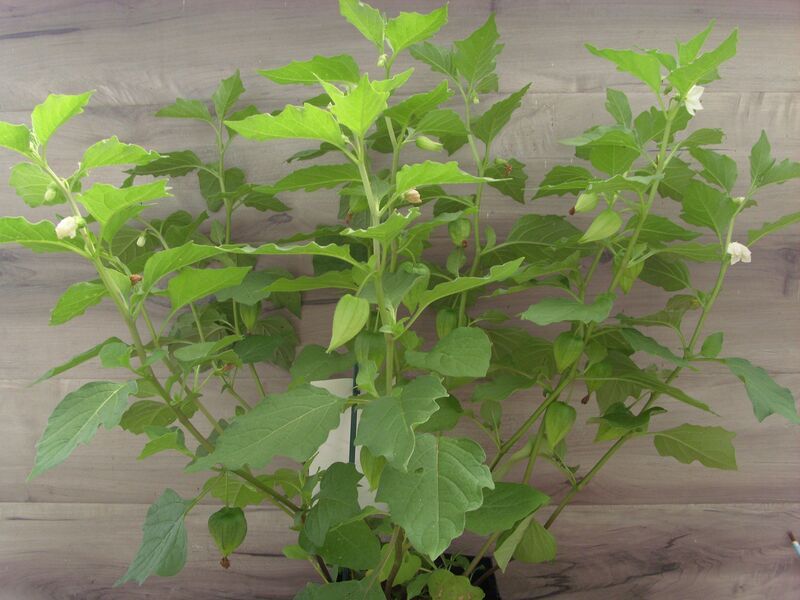 Chinese Lantern: 5.5 inch pot Chinese Lantern: 5.5 inch pot