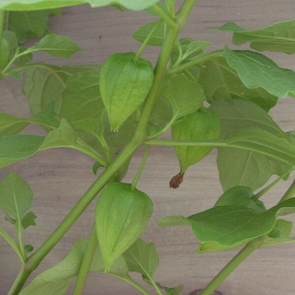 Chinese Lantern: 5.5 inch pot Chinese Lantern: 5.5 inch pot
