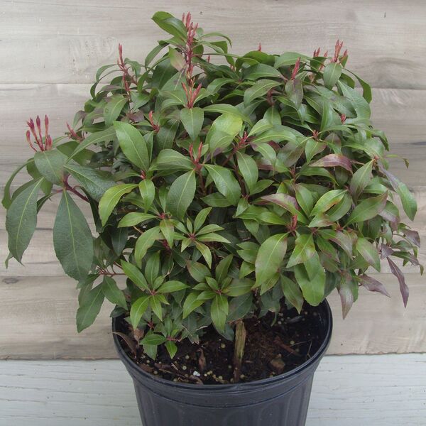 Katsura: 2 Gallon Pot Katsura: 2 Gallon Pot
