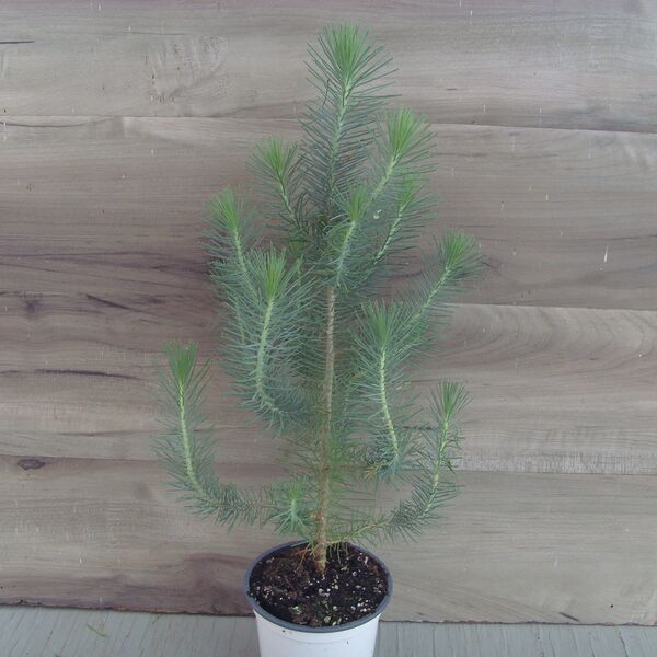 Italian Stone Pine: 4 inch pot