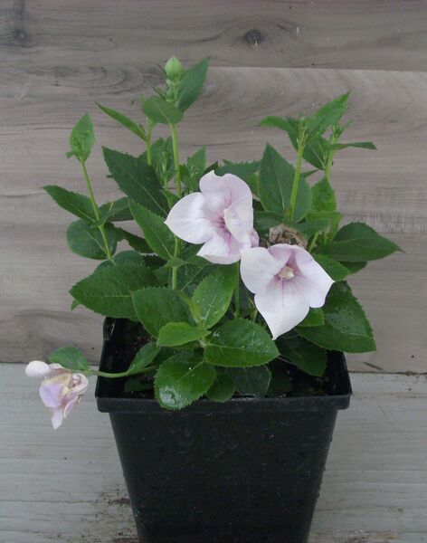 Astra Semi Double Pink: 5.5 inch pot