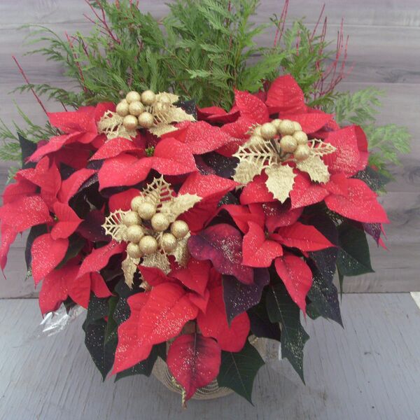 Enhanced 10" Poinsettia Varieties in Decorative Pots: 10 inch pot