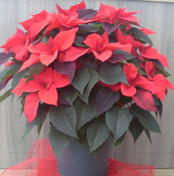 Christmas Bells: 10 inch pot
