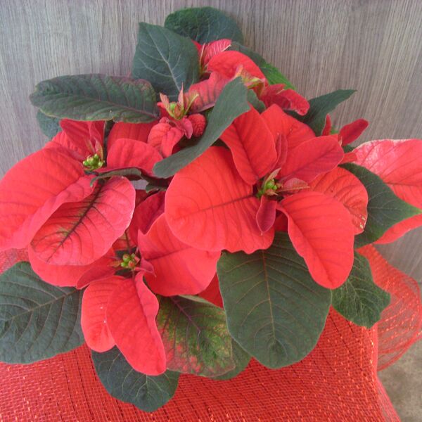 Christmas Mouse: 4 inch pot