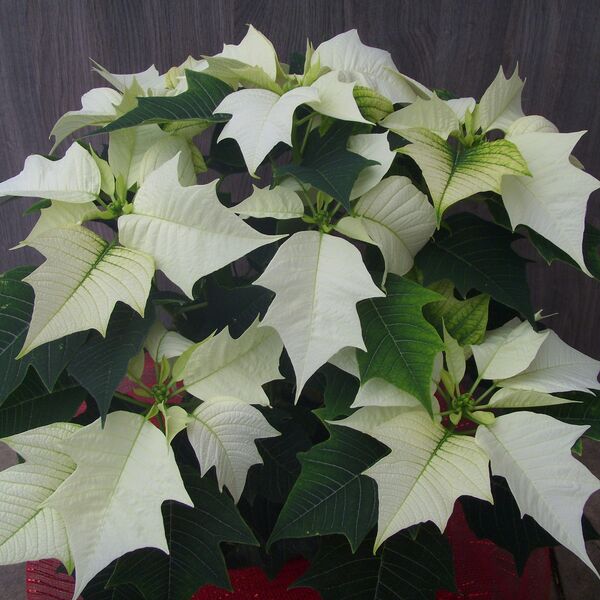 Alaska: 6.5 inch pot