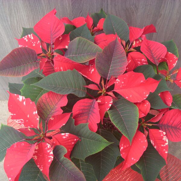 Fantasy Sky: 6.5 inch pot