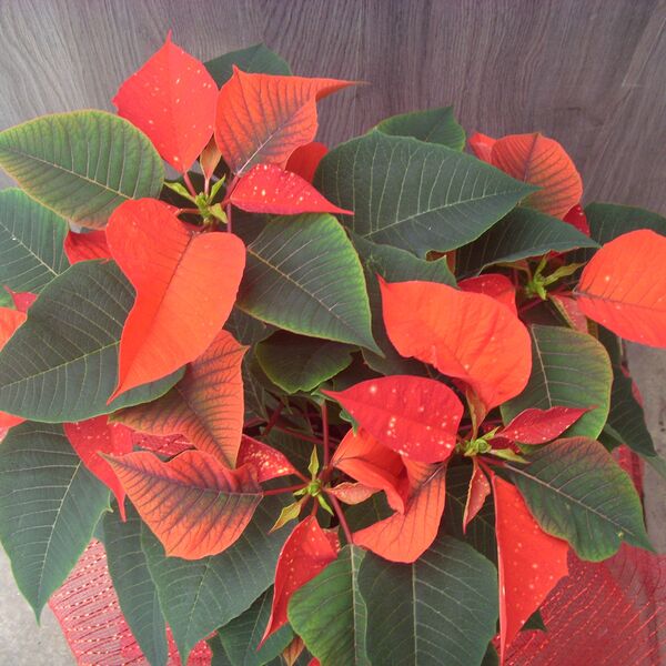 Orange Sky: 6.5 inch pot