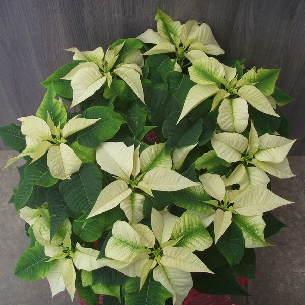 White Star: 8 inch pot