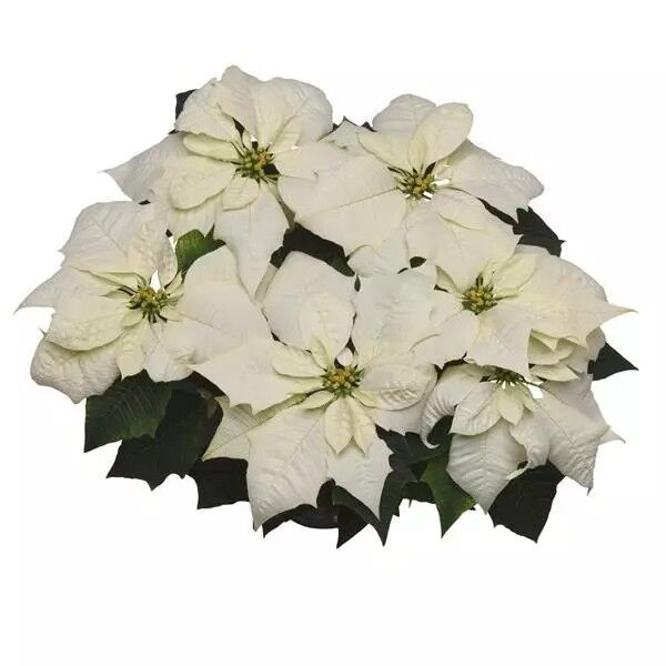 Alaska: 4 inch pot Alaska: 4 inch pot