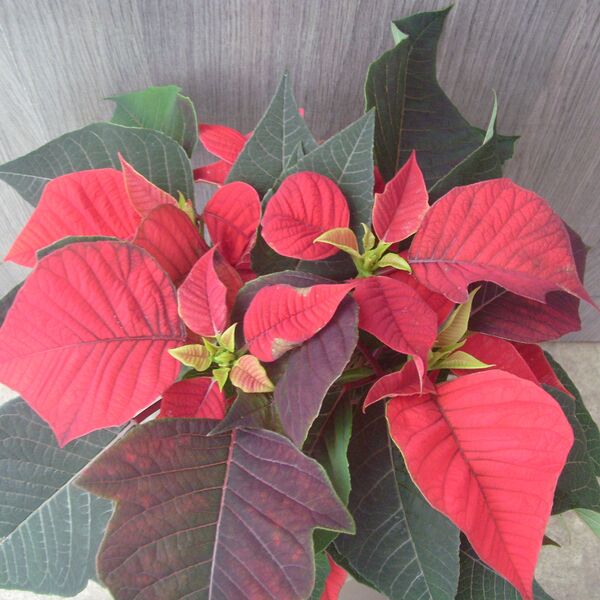 Beauty Red: 4 inch pot