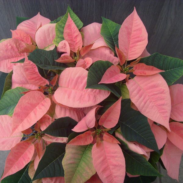 Champagne Pink: 6.5 inch pot