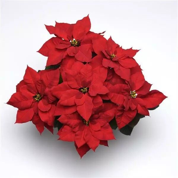 Christmas Bells: 10 inch pot