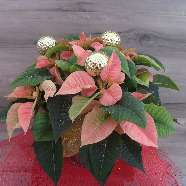 Enhanced 6" Poinsettia with Gold Hammered Balls: 6 inch pot