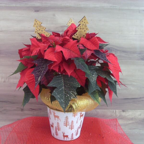 Enhanced 6" Poinsettia with Gold Tree: 6 inch pot