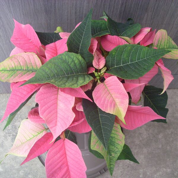 Joy Pink: 4 inch pot