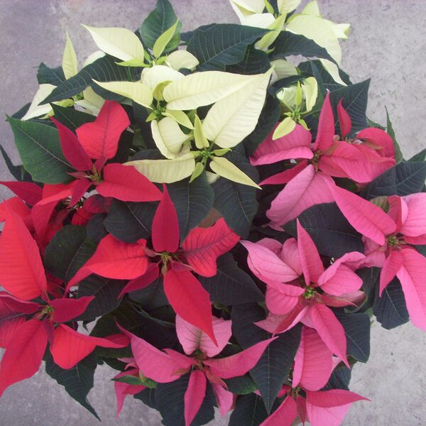 Joy (Red, Pink, White): 10 inch pot