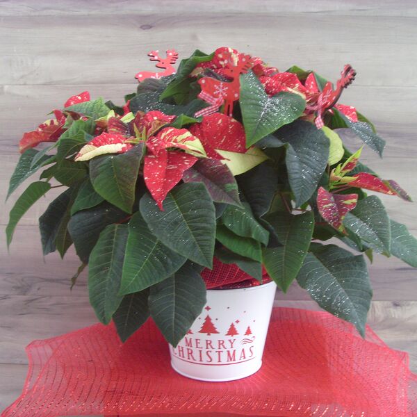 Enhanced 6" Poinsettia with Red Deer: 6 inch pot