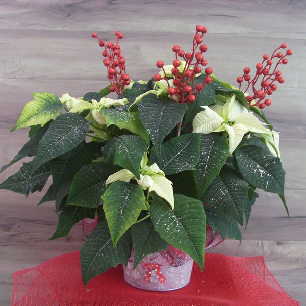 Enhanced 6" Poinsettia with Red Glitter Berry: 6 inch pot