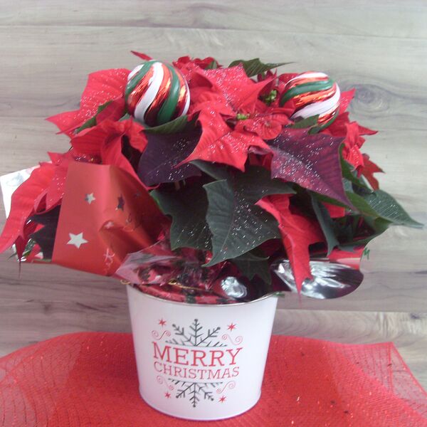 Enhanced 6" Poinsettia with Red/Green Swirl: 6 inch pot