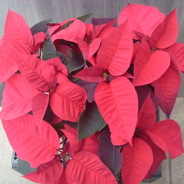 Ruby Red: 6.5 inch pot