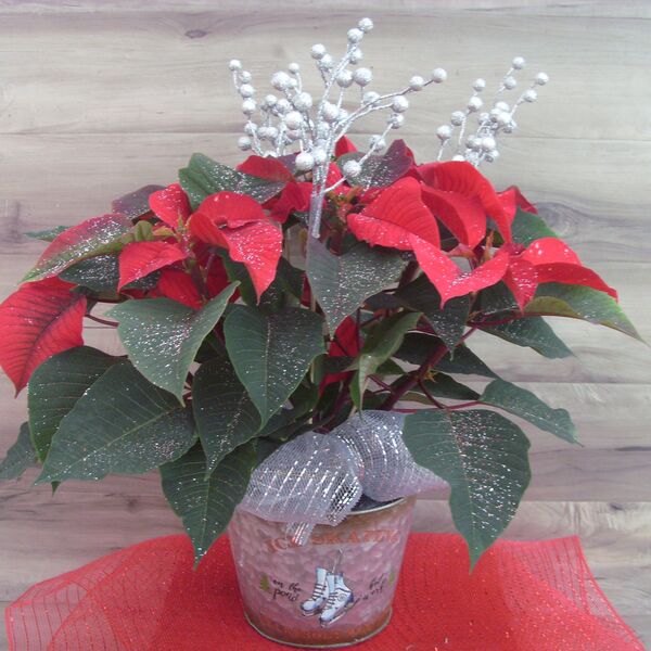 Enhanced 6" Poinsettia with Silver Glitter Berry: 6 inch pot
