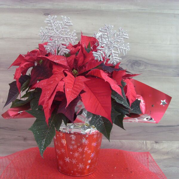 Enhanced 6" Poinsettia with Silver Snowflake: 6 inch pot