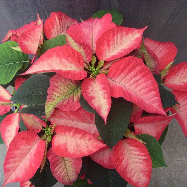 Tidings Dark Pink: 6.5 inch pot