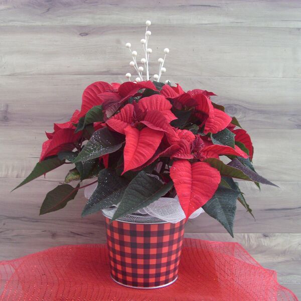 Enhanced 6" Poinsettia with White Pearl: 6 inch pot
