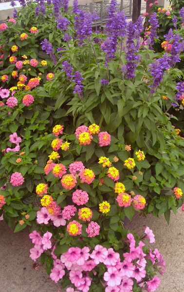 Salvia Blue: 16 inch Planter