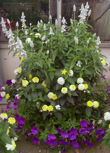 Salvia White: 16 inch Planter