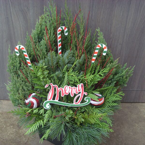 Peppermint Twist: 10.5 inch pot Peppermint Twist: 10.5 inch pot