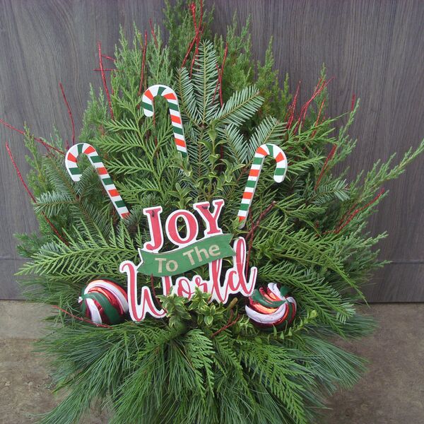 Peppermint Twist: 10.5 inch pot Peppermint Twist: 10.5 inch pot