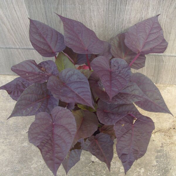 Black Heart: 3.5 inch pot