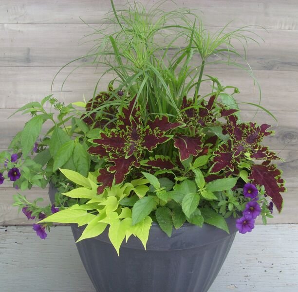 Prince Tut Mix - Calibrachoa Dark Blue: 20 inch Planter Prince Tut Mix - Calibrachoa Dark Blue: 20 inch Planter